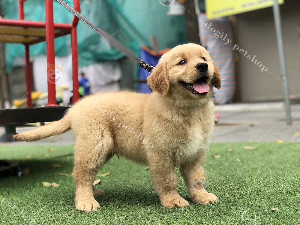 chó Golden lông ngắn