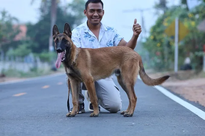 Chó chăn cừu Bỉ vô cùng thông minh và trung thành