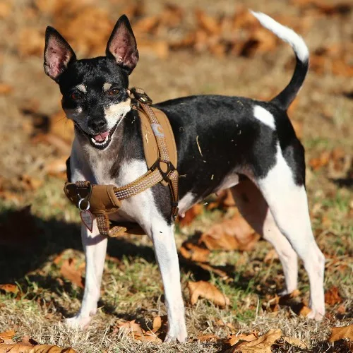 Chó Rat Terrier đứng trên cỏ với dây đeo ngực, thân hình nhỏ gọn.