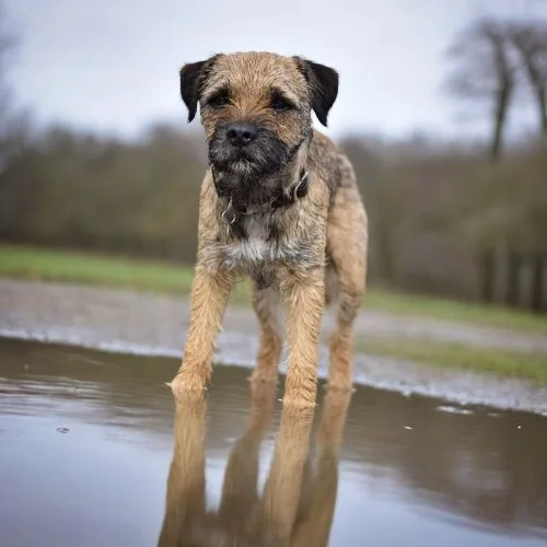 Chó Border Terrier năng động đứng cạnh vũng nước.