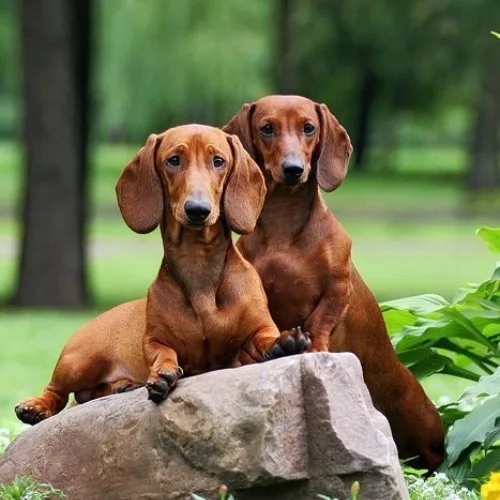 Hai chú chó Dachshund màu nâu ngồi trên tảng đá trong công viên.