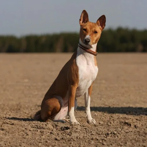 Chó Basenji ngồi trên nền đất trống, ánh mắt nhìn thẳng.