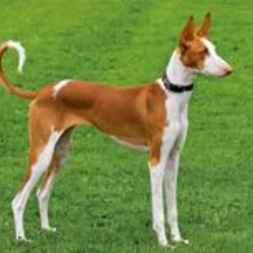 Chó Ibizan Hound đứng trên bãi cỏ xanh với dáng vẻ thanh thoát.