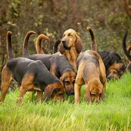  Nhóm chó săn mùi Bloodhound đang lần theo dấu vết.