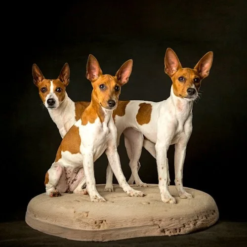 Giá bán và mua chó Rat Terrier tại Việt Nam