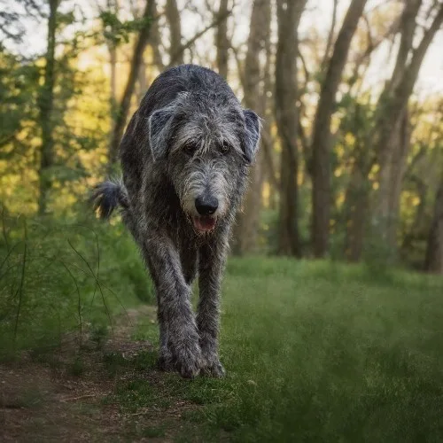 Scottish Deerhound lông xám đậm, dáng vẻ mạnh mẽ đang đi trong khu rừng xanh mướt.