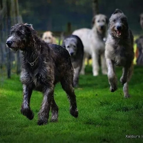 Một nhóm Scottish Deerhound chạy và đi bộ trên bãi cỏ xanh trong khung cảnh rừng.