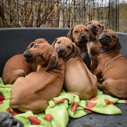 Một nhóm chó con Rhodesian Ridgeback nằm trong ổ với chăn xanh.