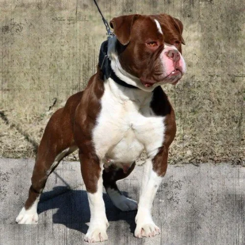  Olde English Bulldogge đứng với cơ bắp vạm vỡ.