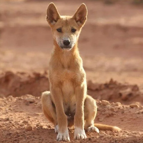 Chó Dingo ngồi trên đất cát đỏ Úc, giúp cân bằng hệ sinh thái và kiểm soát động vật ngoại lai.