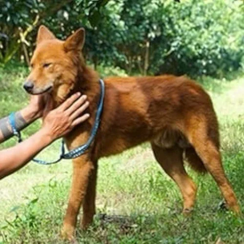 Chó Lài Sông Mã được người huấn luyện chăm sóc, thể hiện tiềm năng nghiệp vụ cao.