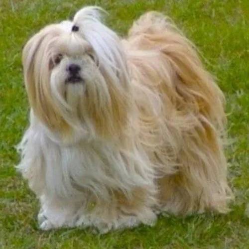  Chó Lhasa Apso lông dài vàng trắng trên nền cỏ