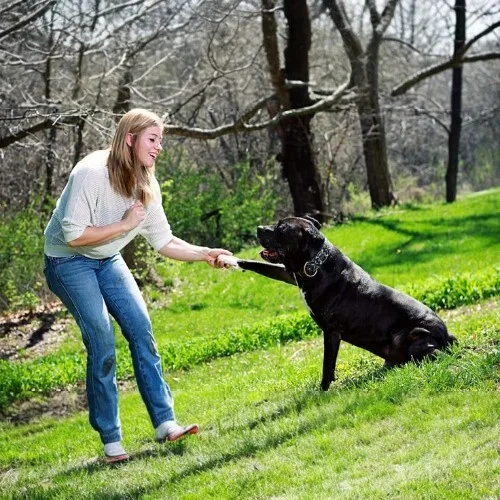 Chủ nhân dạy chó Rottweiler lệnh "bắt tay" trong công viên.