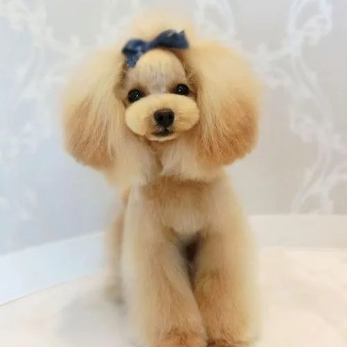 Chó Poodle vàng kem xinh xắn với lông mượt và nơ xanh trên đầu.