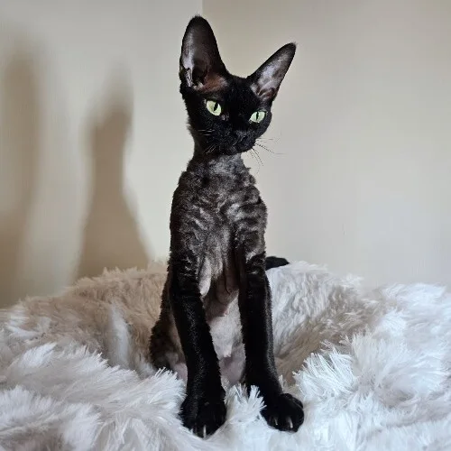 Mèo Devon Rex với bộ lông xoăn ngắn và đôi tai lớn ngồi trên thảm trắng.