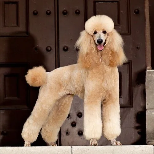 Chó Poodle vàng kem với bộ lông xù, đứng tạo dáng.