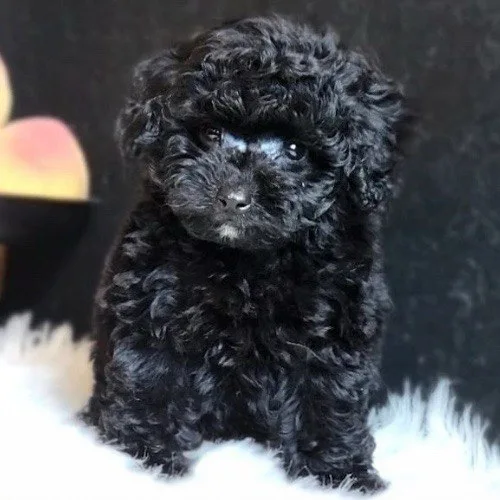 Chú Tiny Poodle lông đen xoăn, dáng ngồi nhỏ nhắn và đáng yêu.