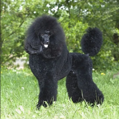 Standard Poodle lông đen xoăn dày, dáng đứng sang trọng trên bãi cỏ xanh.