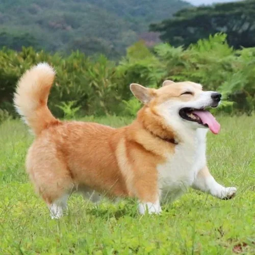 Chó Corgi vui đùa trên cánh đồng xanh tươi.