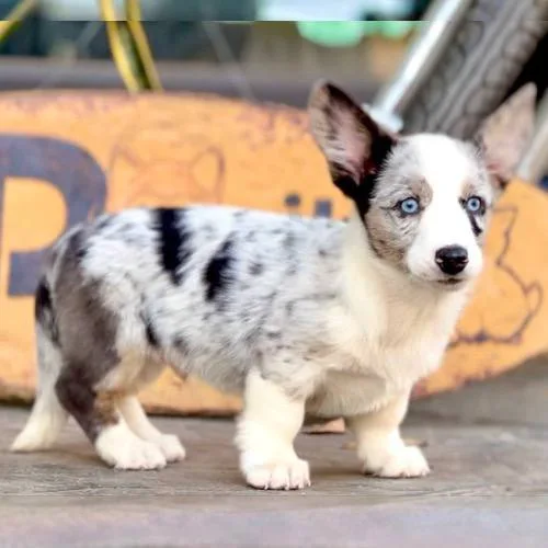 Chó Cardigan Corgi đốm xanh với đôi mắt xanh nổi bật và bộ lông đặc biệt.