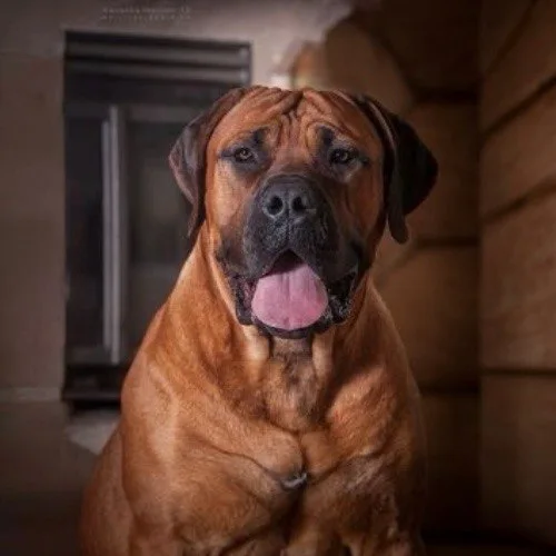 Chó Boerboel với dáng vẻ to lớn và mạnh mẽ, ngồi trong nhà.