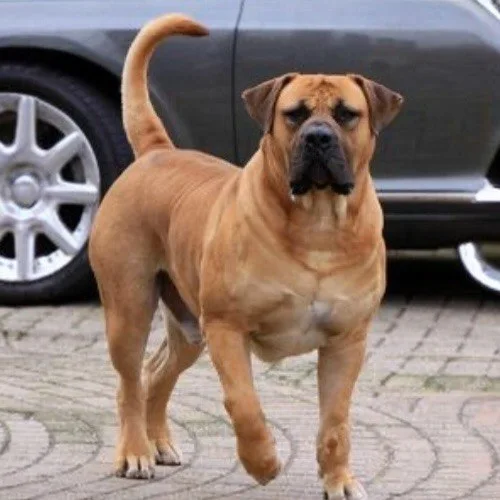 Chó Boerboel cơ bắp và mạnh mẽ đang đi trước ô tô.