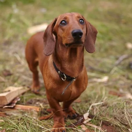 Chó Dachshund màu nâu đứng trên cỏ, nhìn về phía trước.