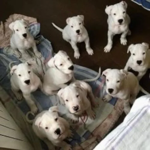 Nhóm chó con Dogo Argentino nằm trên thảm, trông dễ thương.