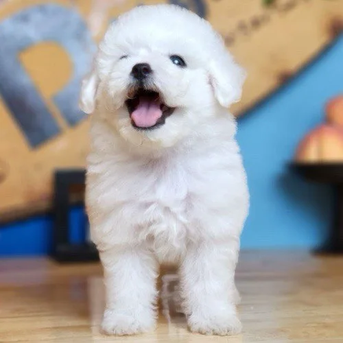 Chó Miniature Poodle trắng, lông xoăn, dáng đứng dễ thương và vui vẻ.