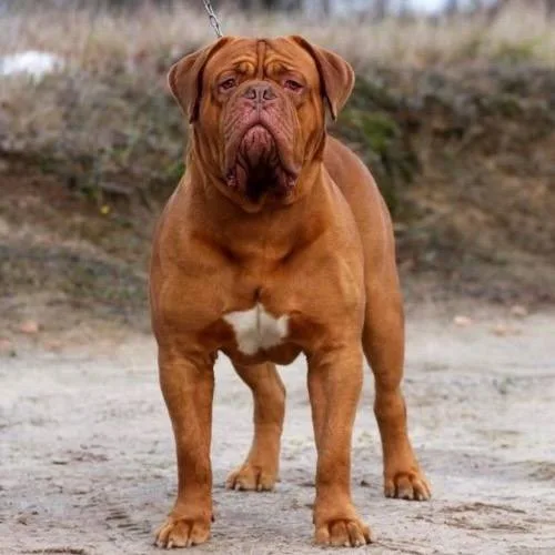 Chó Dogue de Bordeaux đứng trên cỏ, thân hình to lớn và mạnh mẽ.