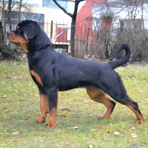 Chó Rottweiler đứng ngoài trời với bộ lông kép