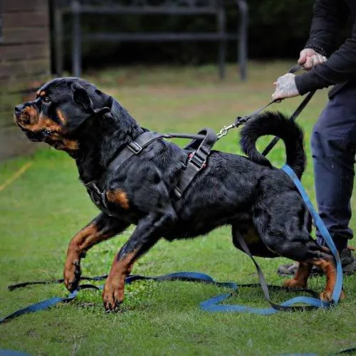 Rottweiler đang tập luyện với dây kéo.