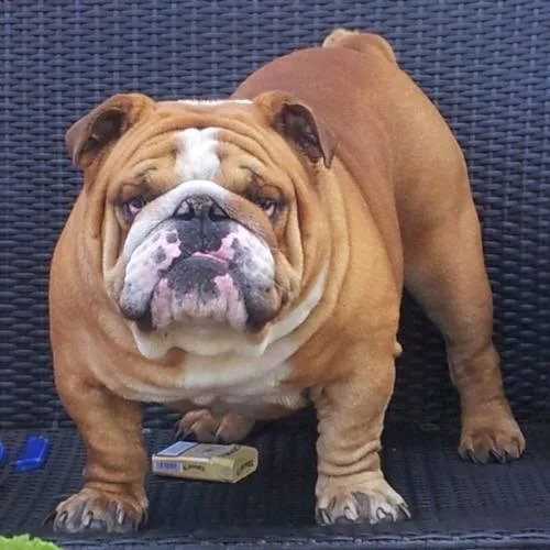 Thông tin giống chó Bulldog Anh