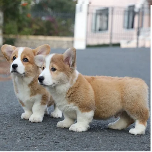 Hình ảnh 2 chú chó Corgi con màu vàng trắng