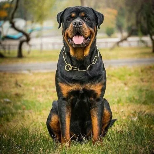 Chó Rottweiler Đức thân hình lớn, khỏe mạnh.