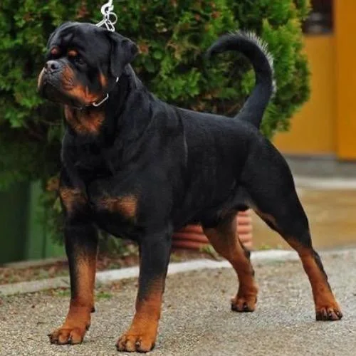 Chó Rottweiler Serbia với đầu to và khung xương lớn.