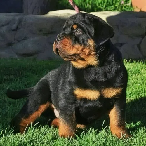 Chó Rottweiler con ngồi trên bãi cỏ.