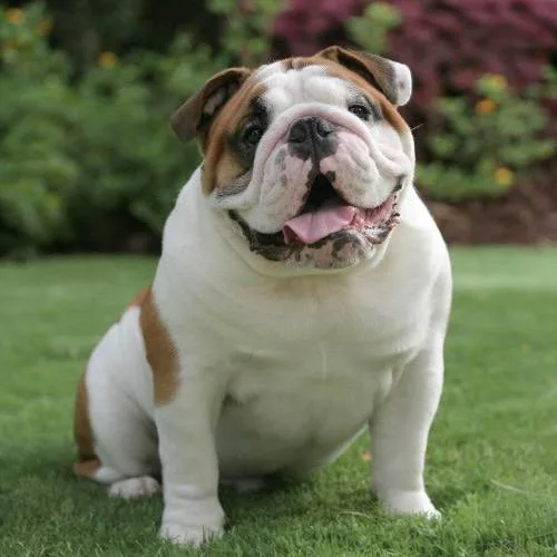 Hình chó Bulldog thuần chủng không giấy