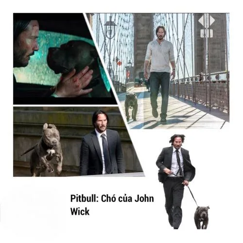 Hình ảnh John Wick và chó Pitbull