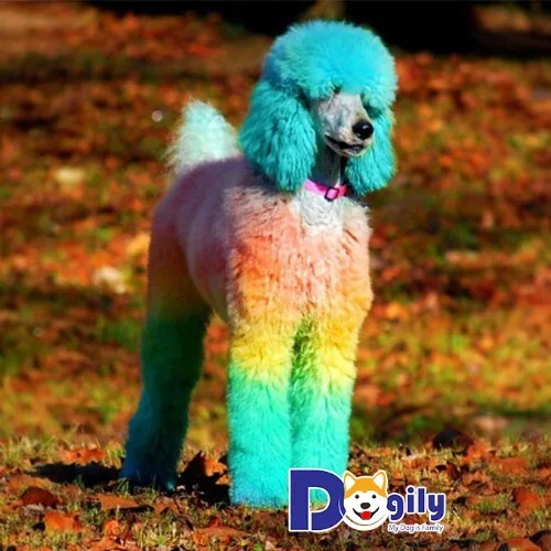 Chó Poodle với bộ lông nhuộm cầu vồng, nổi bật và sặc sỡ.