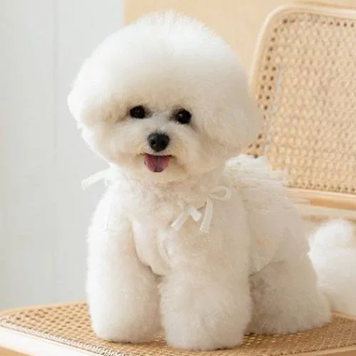 Chó Bichon có mấy loại, mấy dòng?