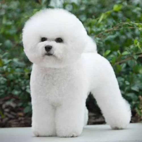 Đặc điểm ngoại hình chó Bichon