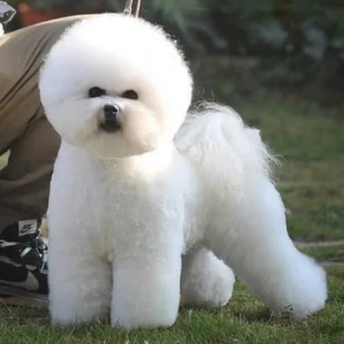 Bài tập cho chó Bichon