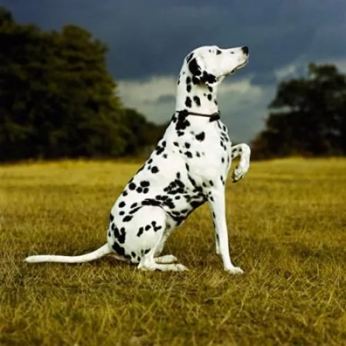 Chó Dalmatian ngồi trên đồng cỏ, nhìn xa xăm dưới bầu trời âm u.