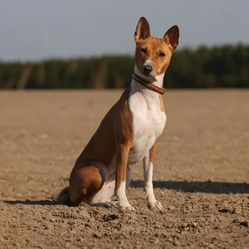 Chó Basenji ngồi trên nền đất với phong thái độc lập và thông minh.