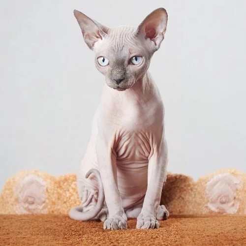  Mèo Sphynx không lông với làn da nhăn nheo đặc trưng.