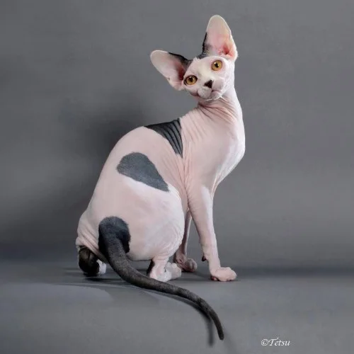 Mèo Sphynx không lông và thông tin mua tại TP.HCM, Hà Nội.