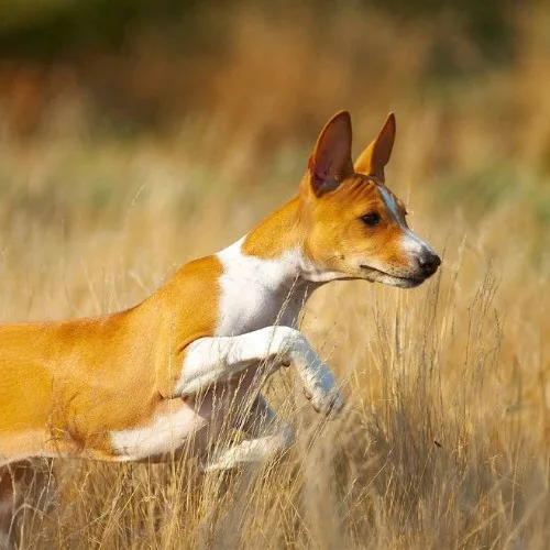 Chó Basenji nâu-trắng chạy trong cánh đồng cỏ, thể hiện sự năng động và linh hoạt.