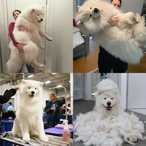 Chó Samoyed với bộ lông dày rụng nhiều được chăm sóc và chải chuốt kỹ càng.