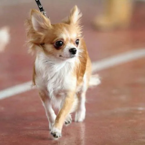 Nhận biết chó Chihuahua thuần chủng